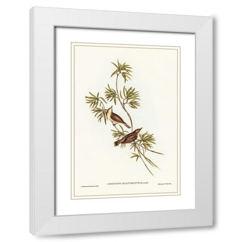 Great-billed Gerygone-Gerygone magnirostris White Modern Wood Framed Art Print with Double Matting by Gould, John