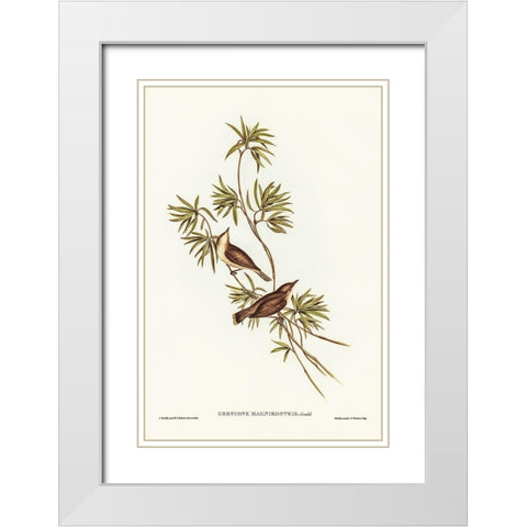 Great-billed Gerygone-Gerygone magnirostris White Modern Wood Framed Art Print with Double Matting by Gould, John