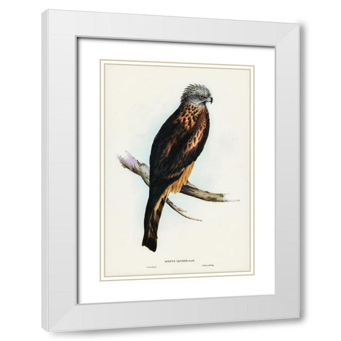 Square-tailed Kite-Milvus insures White Modern Wood Framed Art Print with Double Matting by Gould, John