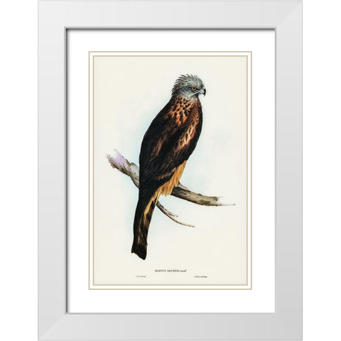 Square-tailed Kite-Milvus insures White Modern Wood Framed Art Print with Double Matting by Gould, John