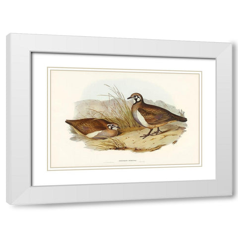Partridge Bronze-wing-Geophaps scripta White Modern Wood Framed Art Print with Double Matting by Gould, John