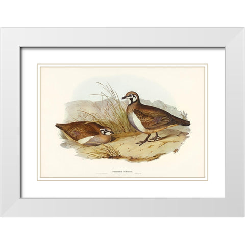 Partridge Bronze-wing-Geophaps scripta White Modern Wood Framed Art Print with Double Matting by Gould, John