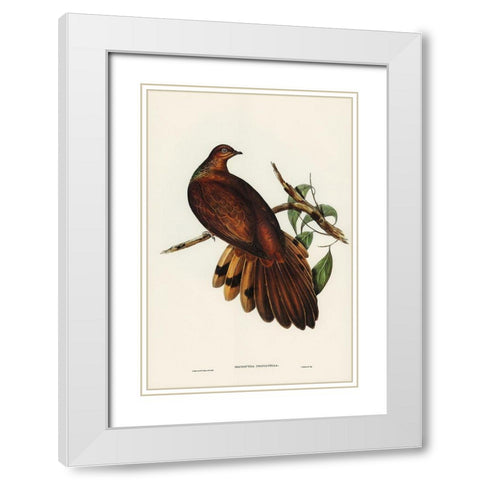 Pheasant-tailed Pigeon-Macropygia Phasianella White Modern Wood Framed Art Print with Double Matting by Gould, John