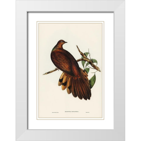 Pheasant-tailed Pigeon-Macropygia Phasianella White Modern Wood Framed Art Print with Double Matting by Gould, John