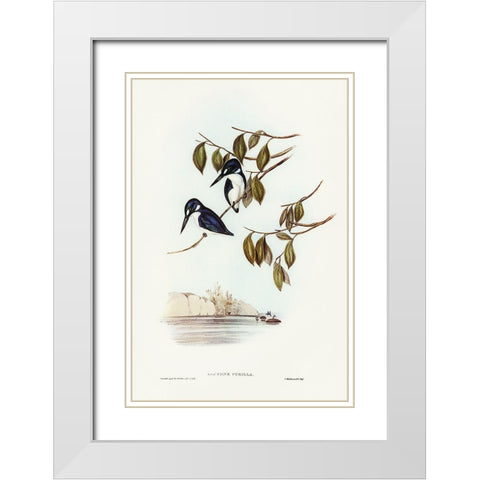 Little Kingfisher-Alcyone pasilla White Modern Wood Framed Art Print with Double Matting by Gould, John