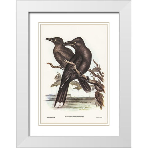 Sooty Crow-Shrike-Strepera fuliginose White Modern Wood Framed Art Print with Double Matting by Gould, John