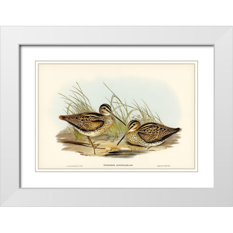 New Holland Snipe-Scolopax Australis White Modern Wood Framed Art Print with Double Matting by Gould, John