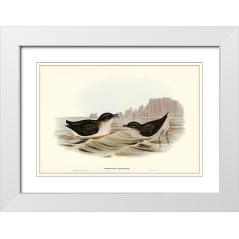 Diving Petrel-Puffinuria Urinatrix White Modern Wood Framed Art Print with Double Matting by Gould, John