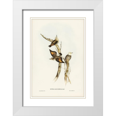 White-headed Sittella-Sittella leucocephala White Modern Wood Framed Art Print with Double Matting by Gould, John