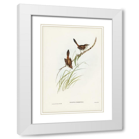 Red-rumped Wren-ylacola pyrrhopygia White Modern Wood Framed Art Print with Double Matting by Gould, John
