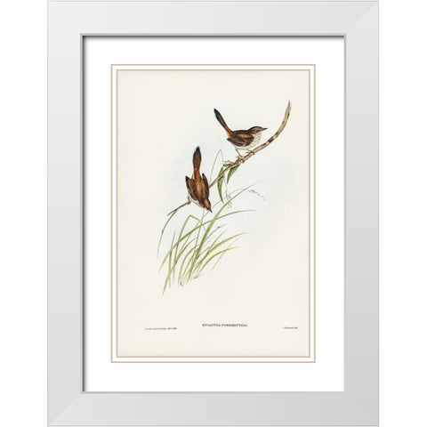 Red-rumped Wren-ylacola pyrrhopygia White Modern Wood Framed Art Print with Double Matting by Gould, John