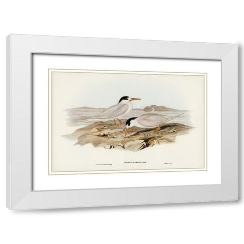 Australian Little Tern-Sternula Nereis White Modern Wood Framed Art Print with Double Matting by Gould, John