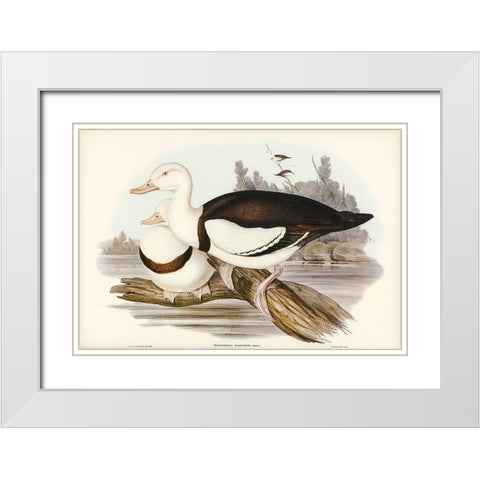 Radjah Shieldrake-Tadorna Radjah White Modern Wood Framed Art Print with Double Matting by Gould, John