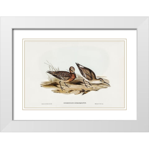 Curlew Sandpiper-Schoeniclus subarquatus White Modern Wood Framed Art Print with Double Matting by Gould, John