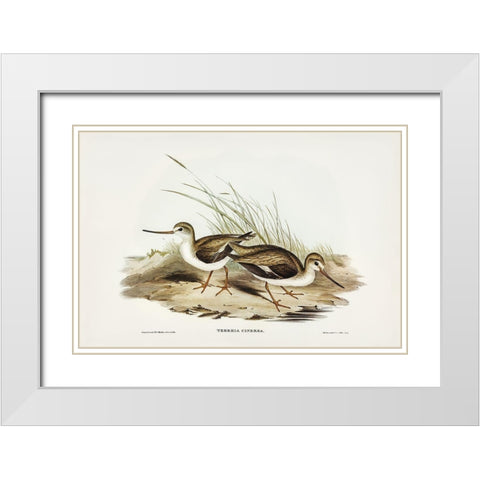 Terek Godwit-Terekia cinerea White Modern Wood Framed Art Print with Double Matting by Gould, John
