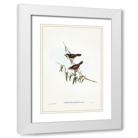 Brown Red-throat-Pyrrholaemus brunneus White Modern Wood Framed Art Print with Double Matting by Gould, John
