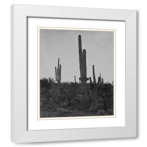 Cereus giganteus-Arizona White Modern Wood Framed Art Print with Double Matting by OSullivan, Timothy H