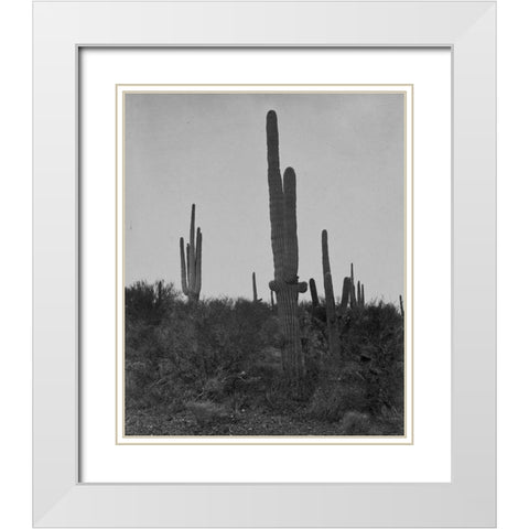 Cereus giganteus-Arizona White Modern Wood Framed Art Print with Double Matting by OSullivan, Timothy H