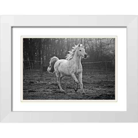 Galloping White White Modern Wood Framed Art Print with Double Matting by The Yellowstone Collection