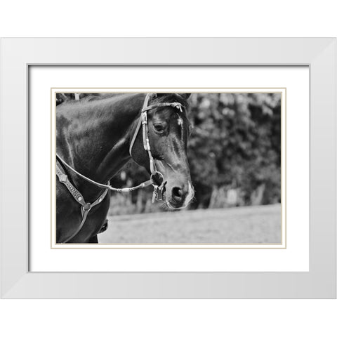 Horse in western bridle I White Modern Wood Framed Art Print with Double Matting by The Yellowstone Collection