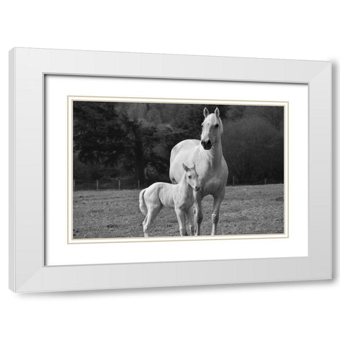 Palomino Horse and Colt White Modern Wood Framed Art Print with Double Matting by The Yellowstone Collection