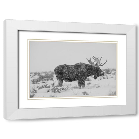 Snowy Elk White Modern Wood Framed Art Print with Double Matting by The Yellowstone Collection