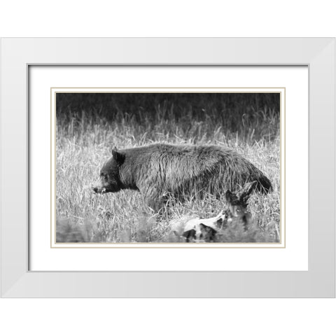 Black Bear in Yellowstone National Park White Modern Wood Framed Art Print with Double Matting by Frank, Jacob W.