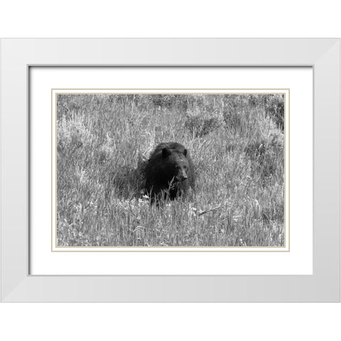 Black Bear in Lamar Valley, Yellowstone National Park White Modern Wood Framed Art Print with Double Matting by The Yellowstone Collection