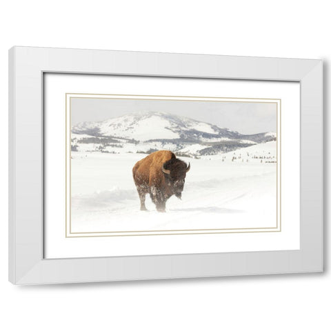 Bull Bison near Swan Lake, Yellowstone National Park White Modern Wood Framed Art Print with Double Matting by The Yellowstone Collection