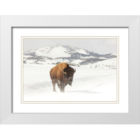 Bull Bison near Swan Lake, Yellowstone National Park White Modern Wood Framed Art Print with Double Matting by The Yellowstone Collection