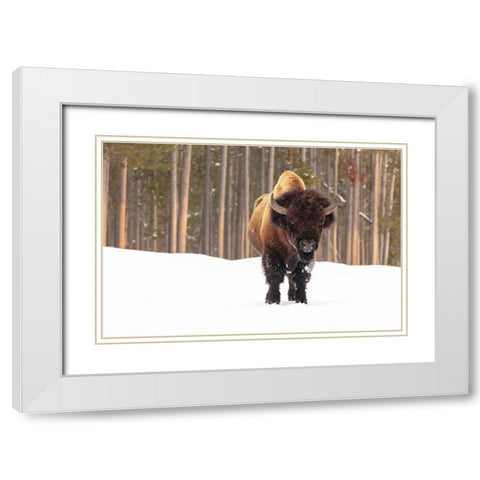 Bull Bison near Madison Junction, Yellowstone National Park White Modern Wood Framed Art Print with Double Matting by Frank, Jacob W.