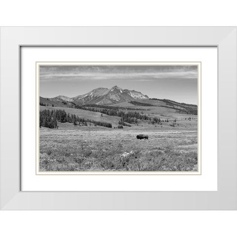 Bull Bison at Swan Lake, Yellowstone National Park White Modern Wood Framed Art Print with Double Matting by Frank, Jacob W.