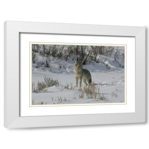 Coyote Howling in Lamar Valley, Yellowstone National Park White Modern Wood Framed Art Print with Double Matting by The Yellowstone Collection