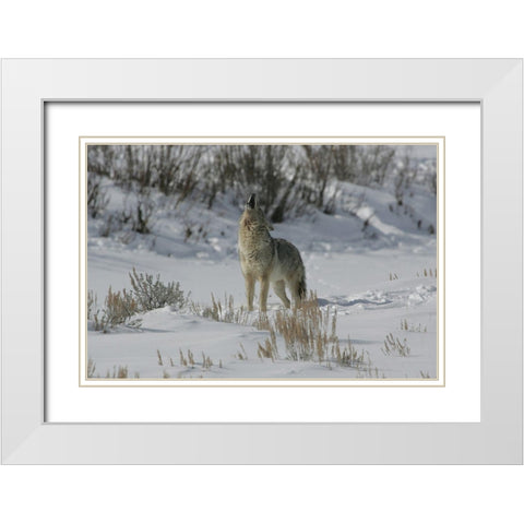 Coyote Howling in Lamar Valley, Yellowstone National Park White Modern Wood Framed Art Print with Double Matting by The Yellowstone Collection