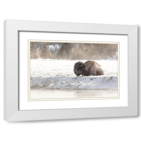 Bison at the Madison River, Yellowstone National Park White Modern Wood Framed Art Print with Double Matting by Frank, Jacob W.