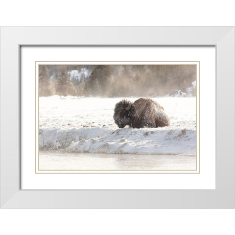 Bison at the Madison River, Yellowstone National Park White Modern Wood Framed Art Print with Double Matting by Frank, Jacob W.