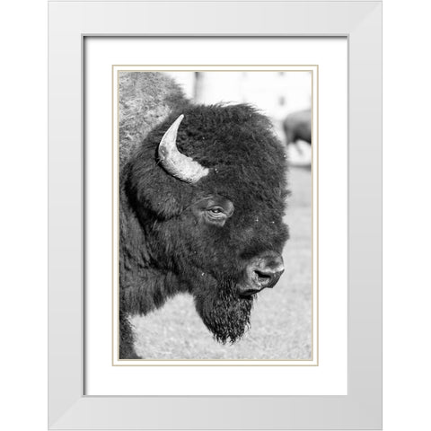Bull Bison in Mammoth Hot Springs, Yellowstone National Park White Modern Wood Framed Art Print with Double Matting by Frank, Jacob W.