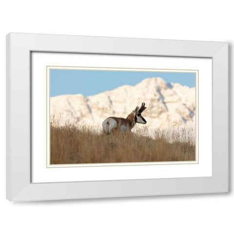 A Pronghorn near Electric Peak, Yellowstone National Park White Modern Wood Framed Art Print with Double Matting by Frank, Jacob W.
