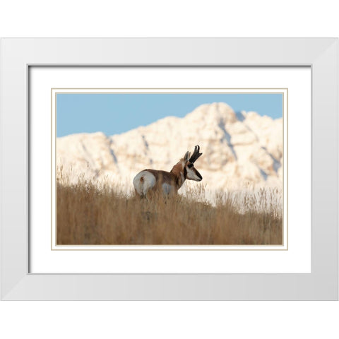 A Pronghorn near Electric Peak, Yellowstone National Park White Modern Wood Framed Art Print with Double Matting by Frank, Jacob W.