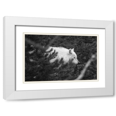 Female wolf of the Canyon pack, Yellowstone National Park White Modern Wood Framed Art Print with Double Matting by Herbert, Neal