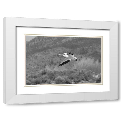 American white pelican, Yellowstone National Park White Modern Wood Framed Art Print with Double Matting by Frank, Jacob W.