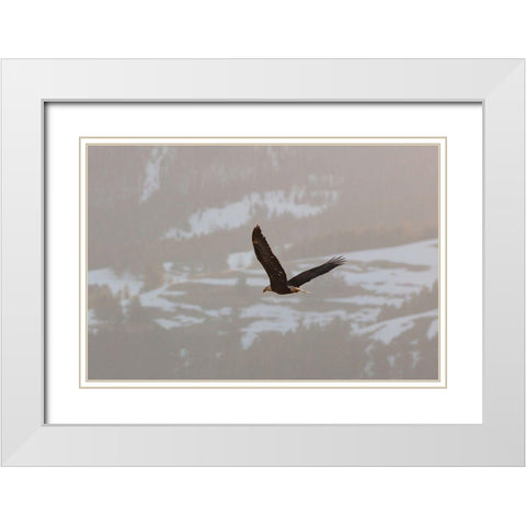 Bald Eagle over Soda Butte Creek, Yellowstone National Park White Modern Wood Framed Art Print with Double Matting by Frank, Jacob W.