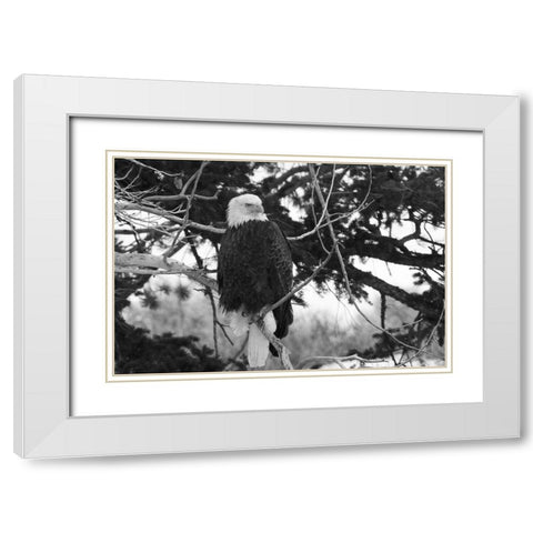 Bald Eagle above the Gardner River, Yellowstone National Park White Modern Wood Framed Art Print with Double Matting by Peaco, Jim