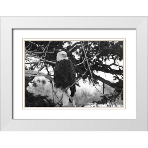 Bald Eagle above the Gardner River, Yellowstone National Park White Modern Wood Framed Art Print with Double Matting by Peaco, Jim