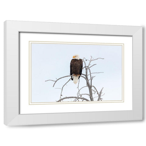 Bald Eagle near the Yellowstone River, Yellowstone National Park White Modern Wood Framed Art Print with Double Matting by The Yellowstone Collection