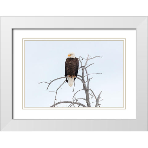 Bald Eagle near the Yellowstone River, Yellowstone National Park White Modern Wood Framed Art Print with Double Matting by The Yellowstone Collection