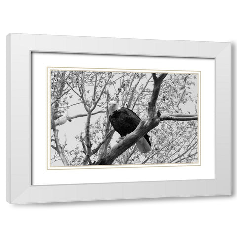 Bald Eagle perched near the Yellowstone River, Yellowstone National Park White Modern Wood Framed Art Print with Double Matting by Frank, Jacob W.
