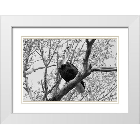 Bald Eagle perched near the Yellowstone River, Yellowstone National Park White Modern Wood Framed Art Print with Double Matting by Frank, Jacob W.