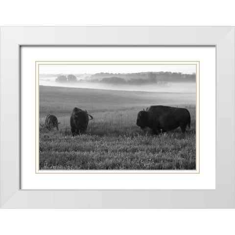 Roaming Bison White Modern Wood Framed Art Print with Double Matting by The Yellowstone Collection