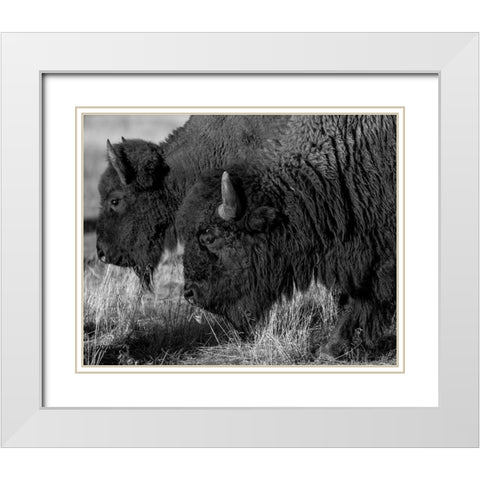Bison White Modern Wood Framed Art Print with Double Matting by The Yellowstone Collection